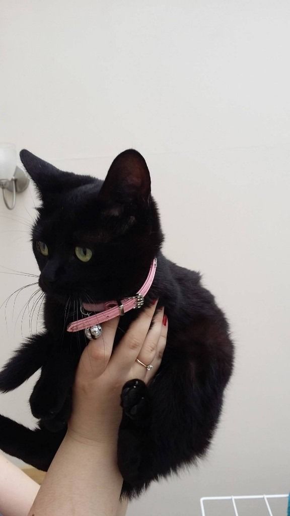 black-cat-pink-collar