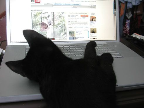 cat-on-a-keyboard