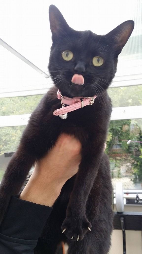 cat-tongue-cat